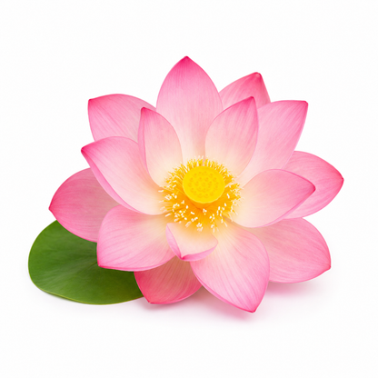 Pink lotus flower with soft petals and vibrant yellow center, representing the delicate floral aroma of Divine Lotus Fragrance Oil.