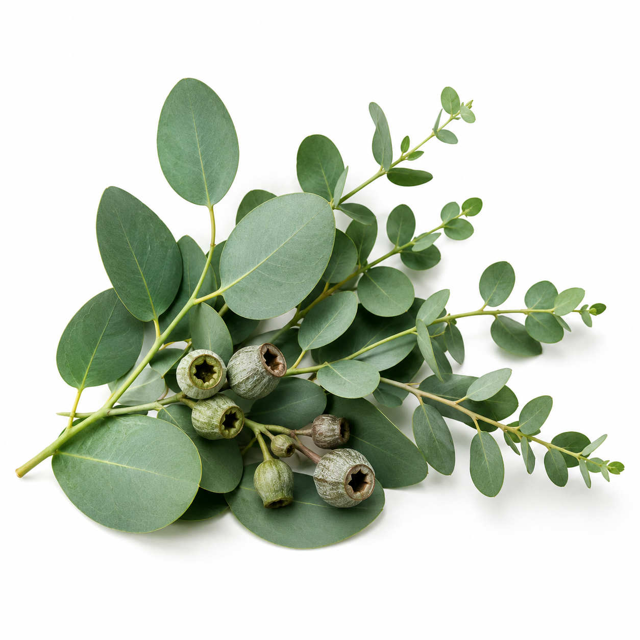 Eucalyptus Essential Oil with a fresh herbal aroma commonly used in aromatherapy and wellness products.