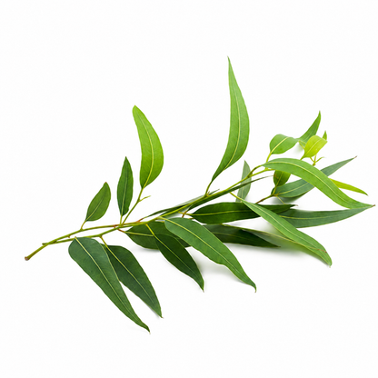 Eucalyptus Essential Oil