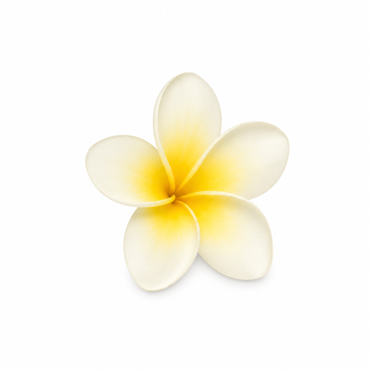Fresh frangipani flowers with soft white petals and yellow centers arranged on a clean white background, tropical botanical ingredient for natural skincare and aromatherapy products.