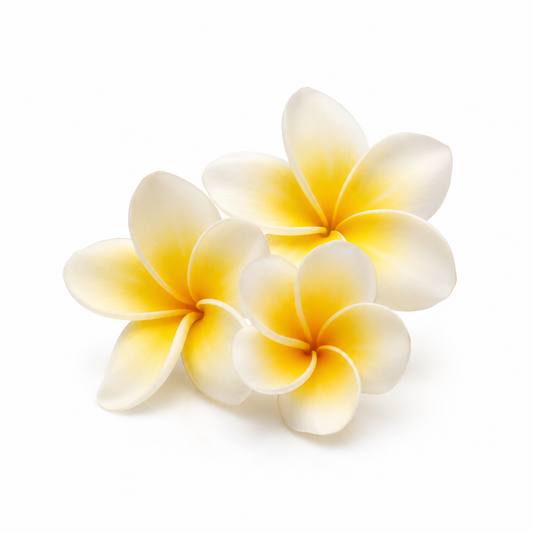 Frangipani Fragrance Oil with an exotic floral and tropical aroma, offering a sweet, creamy, and long-lasting scent ideal for candles, soaps, perfumes, and personal care products.