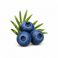 Fresh juniper berries and green juniper sprigs isolated on a clean white background, natural botanical ingredient used in aromatherapy, skincare, and essential oil products.