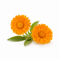 Two fresh calendula flowers with green leaves on a white background