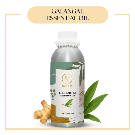 Pure Galangal Essential Oil for aromatherapy and skincare –RV Organica