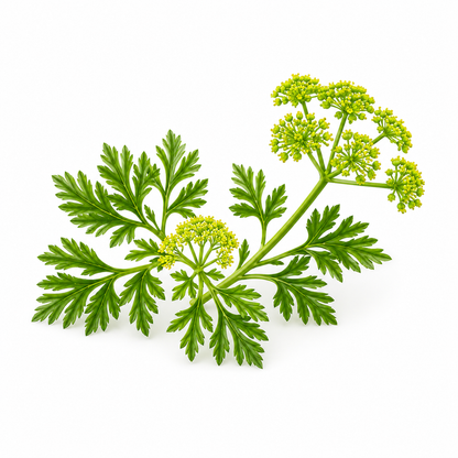 Galbanum Essential Oil bottle with fresh galbanum resin and green botanical foliage on a clean white background