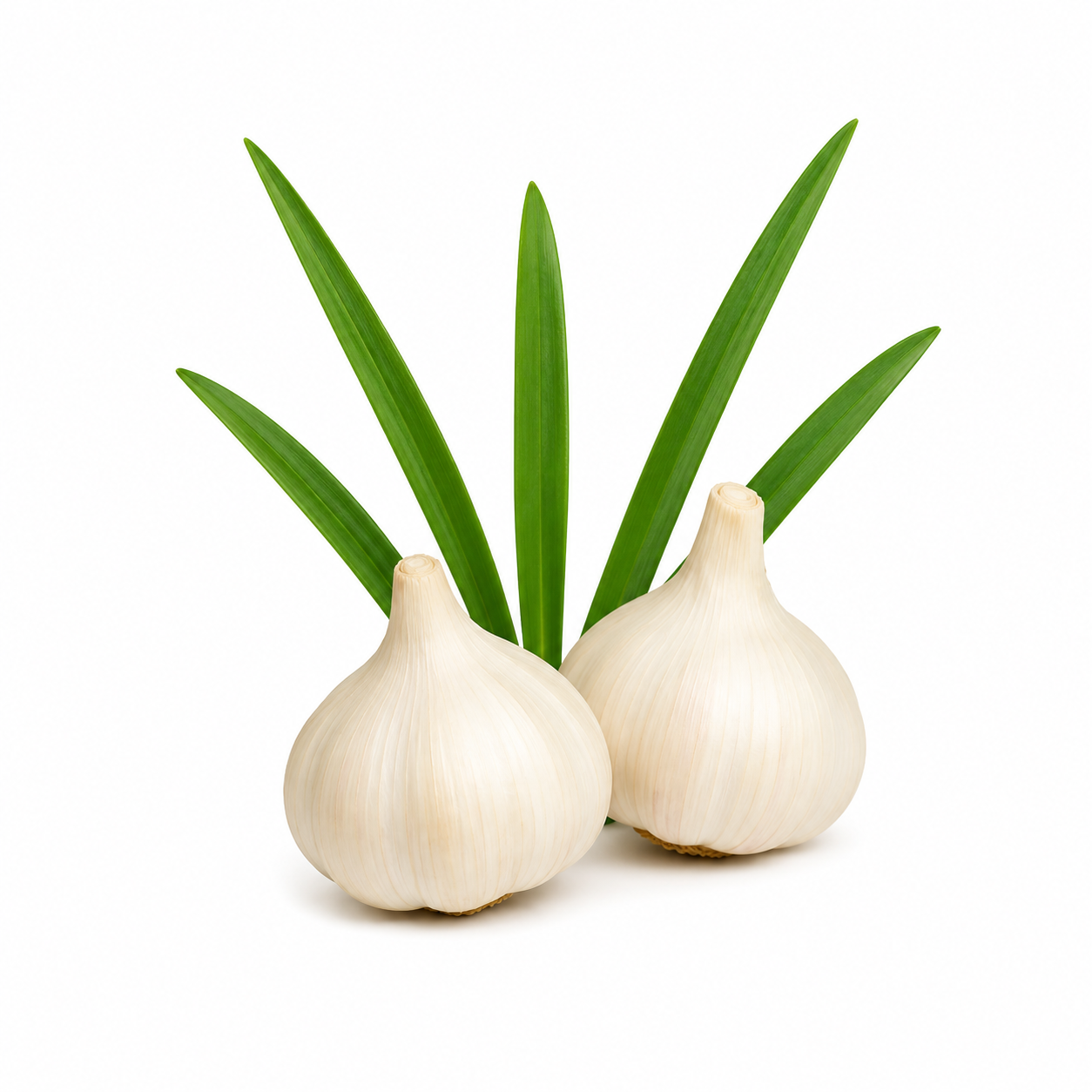 Garlic Essential Oil bottle with fresh garlic bulbs and cloves on a clean white background