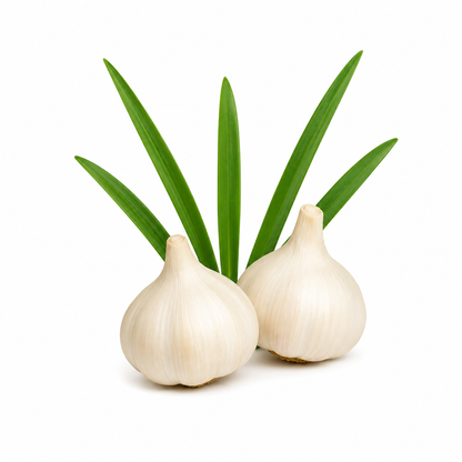 Garlic Essential Oil bottle with fresh garlic bulbs and cloves on a clean white background