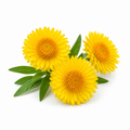 Helichrysum Essential Oil bottle with golden helichrysum flowers and fresh green foliage on a clean white background