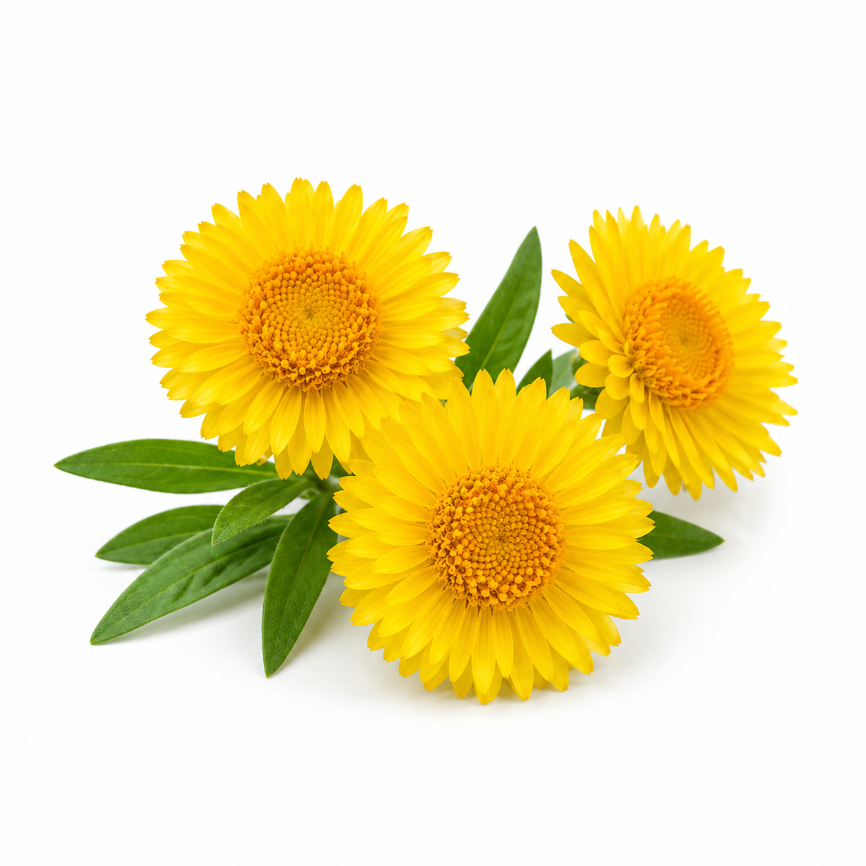 Helichrysum Essential Oil bottle with golden helichrysum flowers and fresh green foliage on a clean white background