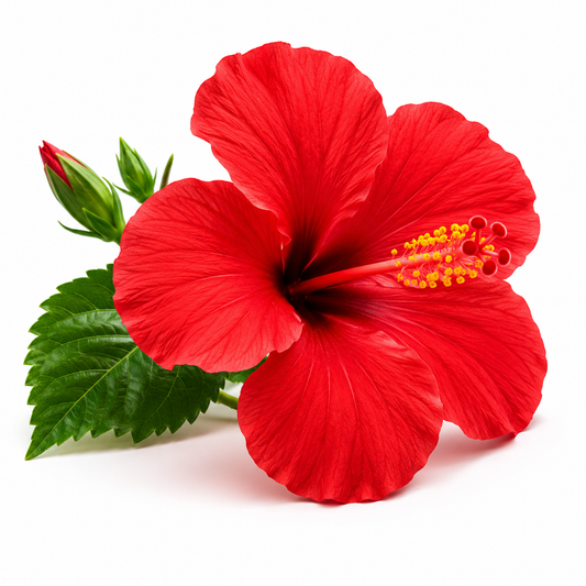 Hibiscus Fragrance Oil with a fresh floral and tropical aroma, offering sweet blooming hibiscus notes and a long-lasting scent ideal for candles, soaps, perfumes, and personal care products.