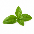 Fresh holy basil leaves with natural essential oil for herbal aromatherapy and wellness product display