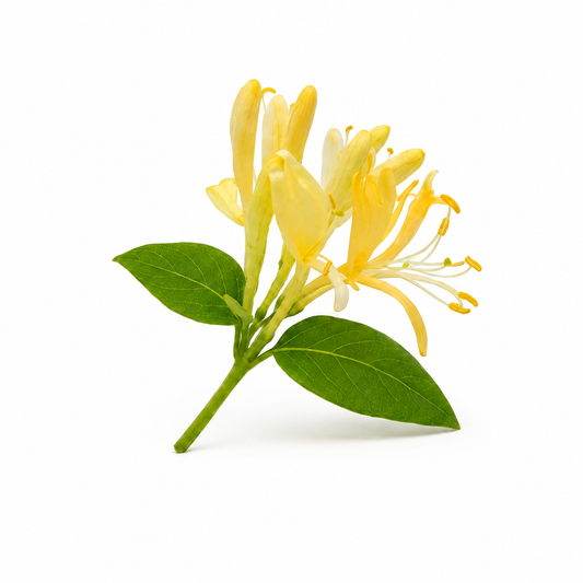 Fresh honeysuckle flowers with natural essential oil for sweet floral aromatherapy and wellness product display