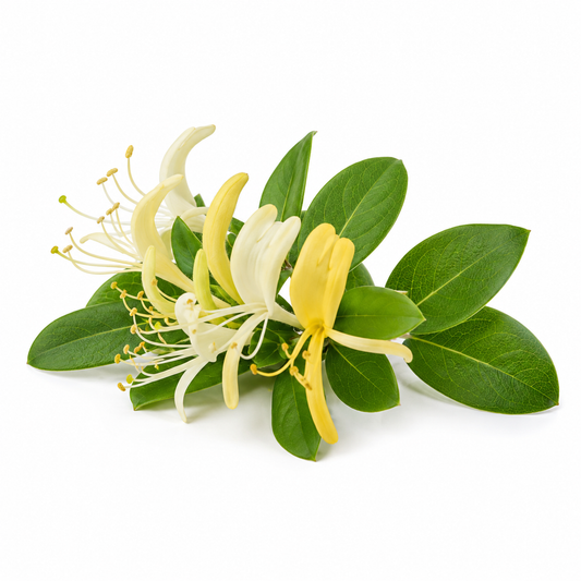 Honeysuckle Fragrance Oil with a sweet floral and nectar-like aroma, inspired by blooming honeysuckle flowers for a delicate, refreshing, and long-lasting scent ideal for candles, soaps, perfumes, and personal care products. - second image