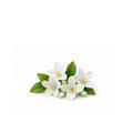 Fresh jasmine flowers with natural essential oil for floral aromatherapy and wellness product display