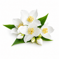 Jasmine Fragrance Oil