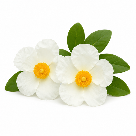 Fresh labdanum flowers with green leaves on a white background