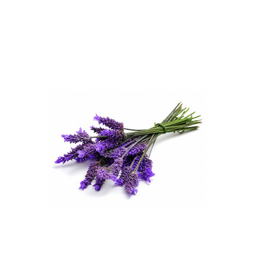 Fresh lavandin flowers with aromatic herbal essence isolated on white background
