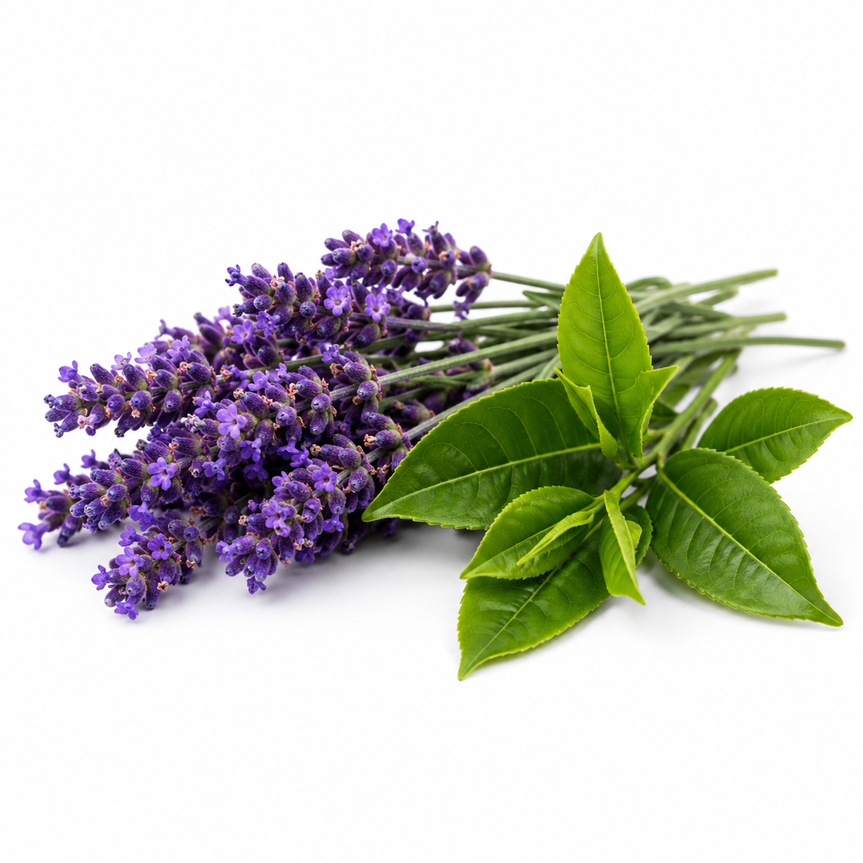 Lavender & Green Tea Fragrance Oil with a soothing floral and fresh aroma, blending calming lavender and delicate green tea notes for a refreshing, elegant, and long-lasting scent ideal for candles, soaps, perfumes, and personal care products.