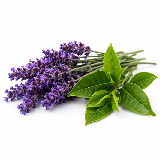 Lavender & Green Tea Fragrance Oil with a soothing floral and fresh aroma, blending calming lavender and delicate green tea notes for a refreshing, elegant, and long-lasting scent ideal for candles, soaps, perfumes, and personal care products. - second image
