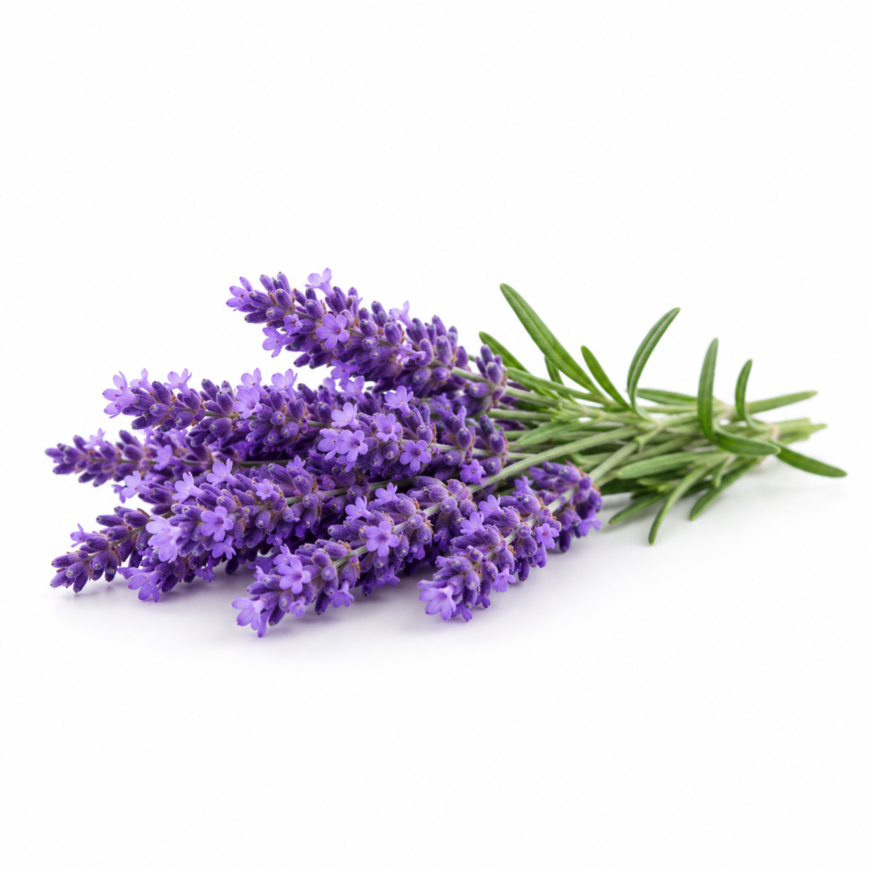Lavender Fragrance Oil