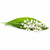 Lily Of The Valley Fragrance Oil