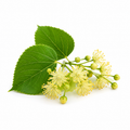 Linden Blossom Essential Oil bottle with delicate linden blossoms and fresh green leaves on a clean white background