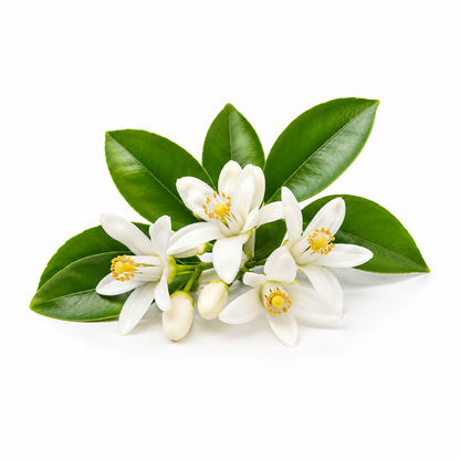 Neroli Essential Oil bottle with fresh orange blossoms and green leaves on a clean white background