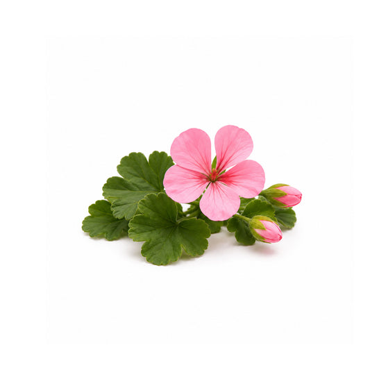 Beautiful orange geranium flowers with fresh green leaves isolated on white background