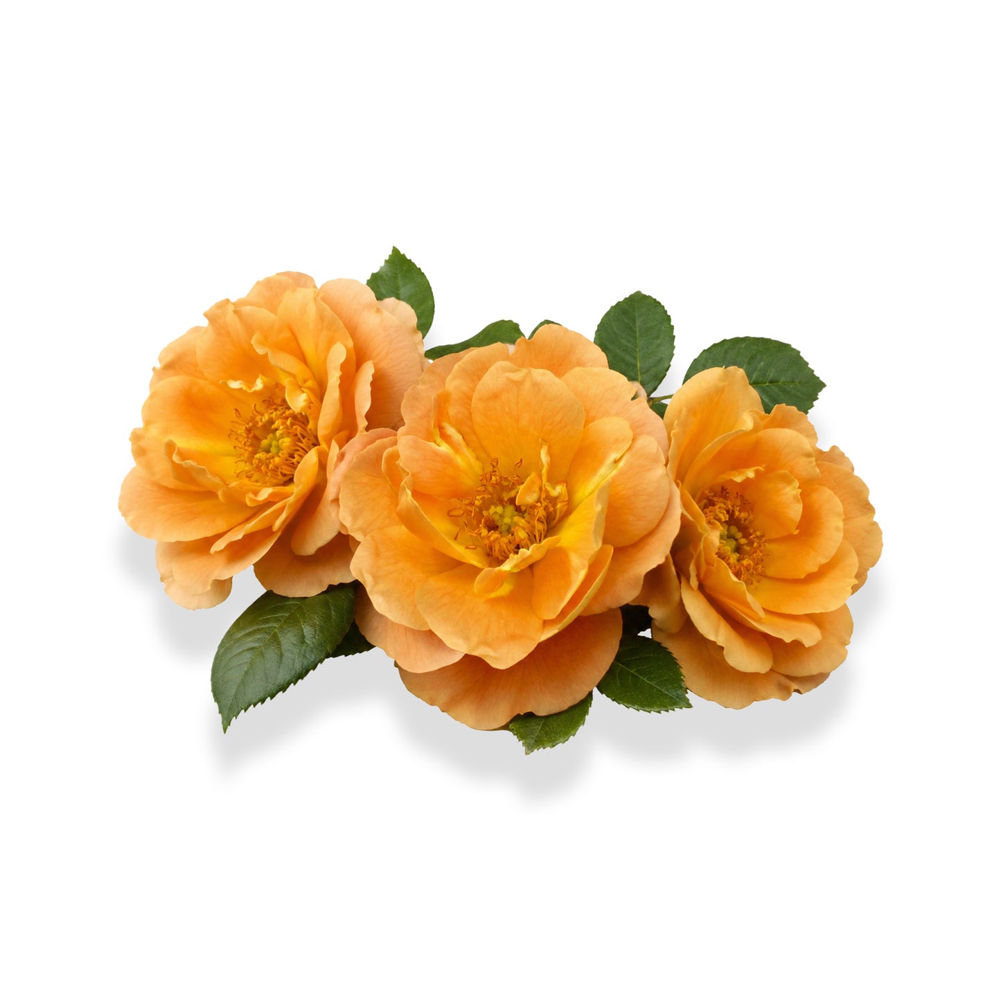 Cluster of orange blooming roses with green leaves on white background