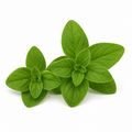 Fresh oregano leaves on a white background