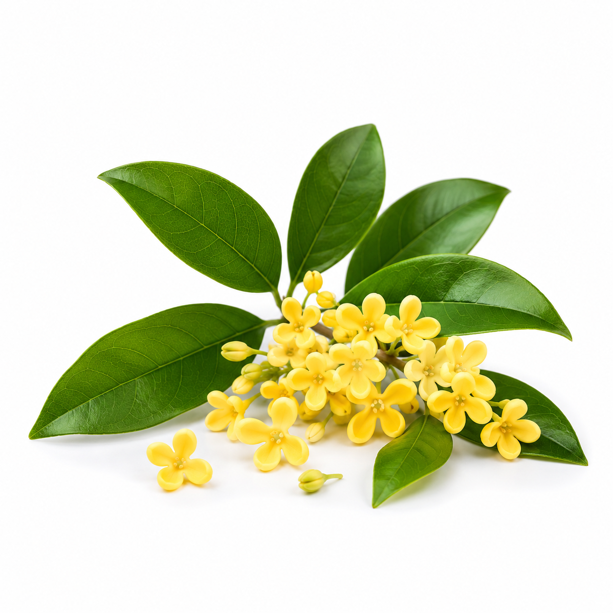 Osmanthus Essential Oil bottle with fragrant osmanthus flowers and green leaves on a clean white background