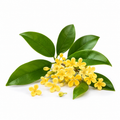 Osmanthus Essential Oil bottle with fragrant osmanthus flowers and green leaves on a clean white background