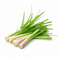 Palmarosa Essential Oil bottle with fresh palmarosa grass and green botanical leaves on a clean white background
