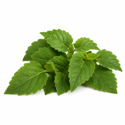 Patchouli Essential Oil