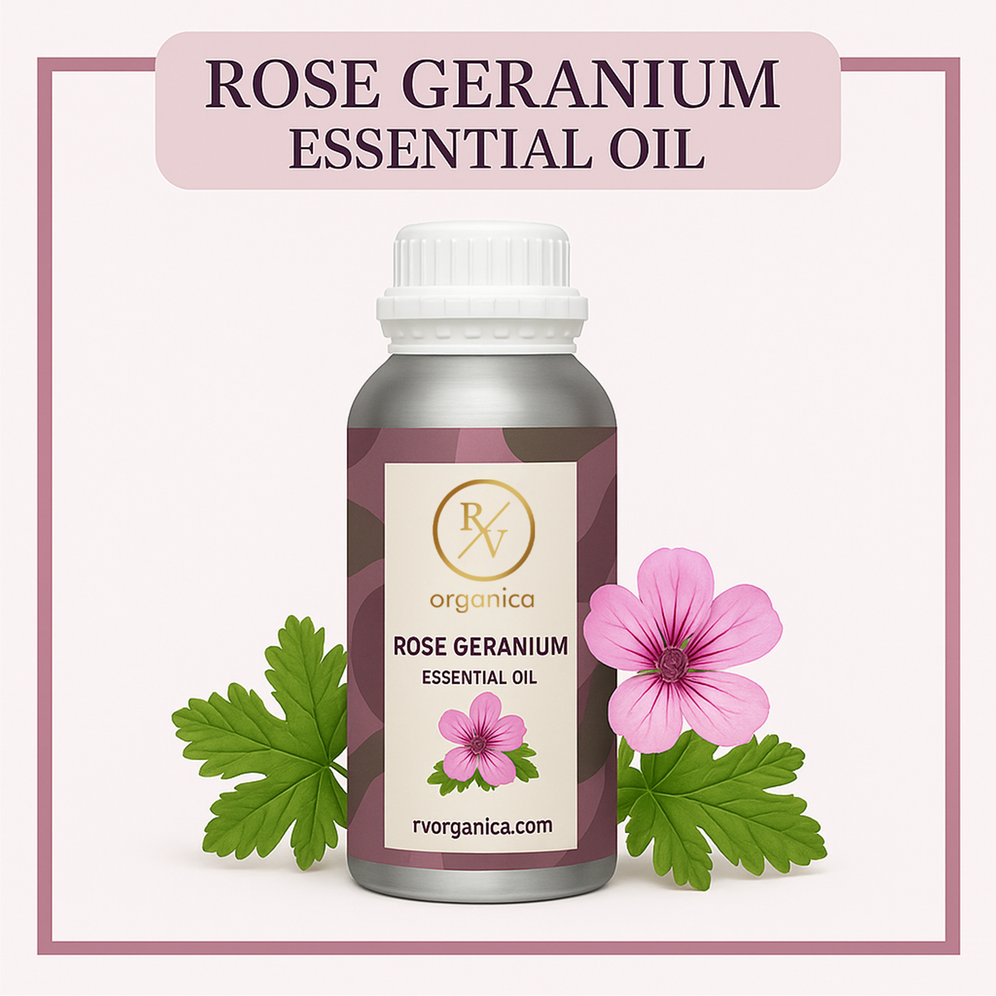 Pure Rose Geranium Essential Oil for aromatherapy and skincare –RV Organica