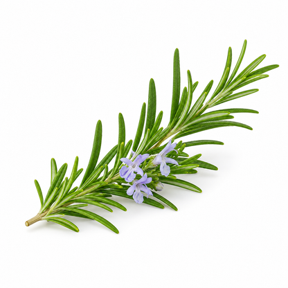 Rosemary Fragrance Oil with a fresh herbal and aromatic aroma, inspired by natural rosemary leaves for a clean, uplifting, and long-lasting scent ideal for candles, soaps, perfumes, and personal care products.