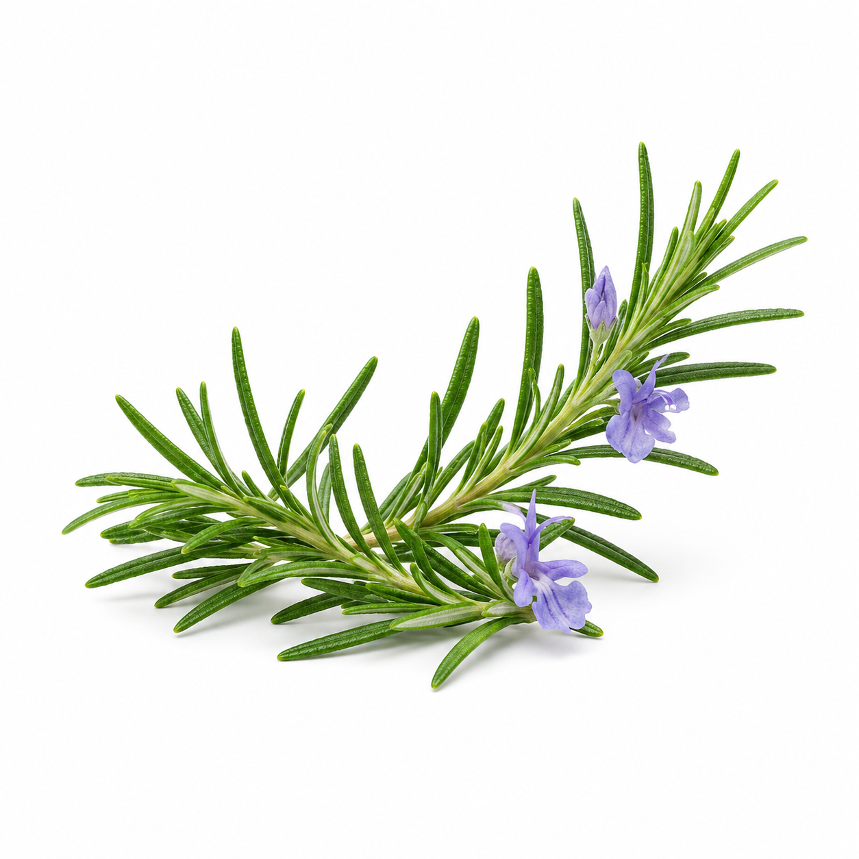 Fresh rosemary sprigs with delicate purple flowers isolated on a clean white background, aromatic botanical ingredient used in skincare, hair care, aromatherapy, and essential oil products.