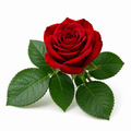 Royal Rose Fragrance Oil
