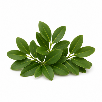 "RV Organica Buchu Essential Oil bottle displayed on a clean background, showcasing pure and natural buchu oil with a fresh, herbaceous, and slightly minty aroma, ideal for aromatherapy, wellness, and fragrance applications."