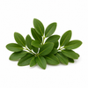 "RV Organica Buchu Essential Oil bottle displayed on a clean background, showcasing pure and natural buchu oil with a fresh, herbaceous, and slightly minty aroma, ideal for aromatherapy, wellness, and fragrance applications."