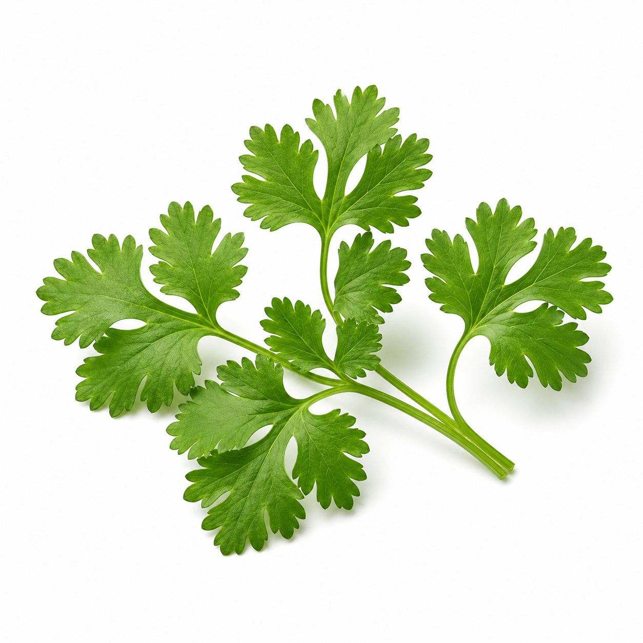 "RV Organica Coriander Essential Oil bottle displayed on a clean background, showcasing pure and natural coriander seed oil with a warm, spicy, and herbaceous aroma, ideal for aromatherapy, wellness, and diffuser use."