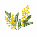 "RV Organica Mimosa Essential Oil bottle displayed elegantly on a clean background, highlighting pure and natural mimosa oil known for its delicate floral aroma, aromatherapy benefits, and fragrance applications."