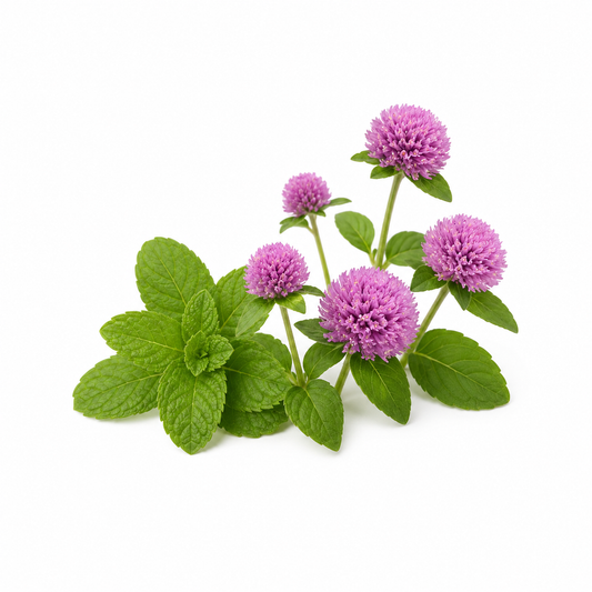 "RV Organica Pennyroyal Essential Oil bottle displayed on a clean background, featuring pure and natural pennyroyal oil with a fresh minty aroma, suitable for aromatherapy, fragrance blends, and diffuser use."