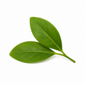 "RV Organica Petitgrain Essential Oil bottle displayed on a clean background, showcasing pure and natural citrus-derived oil with a fresh, green, and woody aroma, ideal for aromatherapy, relaxation, and diffuser use."