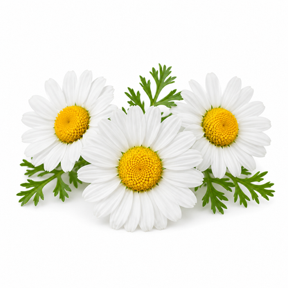 "RV Organica Roman Chamomile Essential Oil bottle displayed on a clean background, featuring pure and natural chamomile oil with a sweet, floral, and soothing aroma, ideal for aromatherapy, relaxation, skincare, and diffuser use."