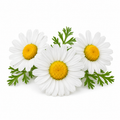 "RV Organica Roman Chamomile Essential Oil bottle displayed on a clean background, featuring pure and natural chamomile oil with a sweet, floral, and soothing aroma, ideal for aromatherapy, relaxation, skincare, and diffuser use."