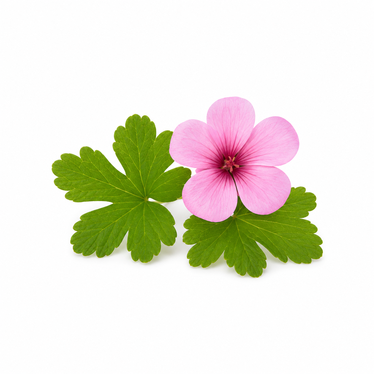 "RV Organica Rose Geranium Essential Oil bottle displayed elegantly, featuring pure and natural essential oil ideal for aromatherapy, skincare, relaxation, and diffuser use."