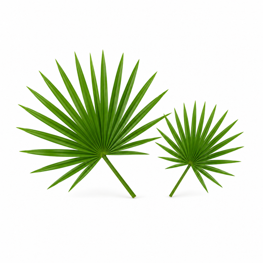 "RV Organica Saw Palmetto Essential Oil bottle displayed on a clean background, showcasing premium-quality oil known for its herbal aroma and use in wellness, hair care, and aromatherapy applications."