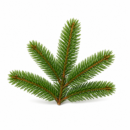 "RV Organica Siberian Fir Needle Essential Oil bottle displayed on a clean background, showcasing pure and natural fir needle oil with a fresh, crisp, forest-like aroma, ideal for aromatherapy, relaxation, and diffuser use."
