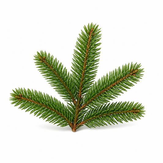 "RV Organica Siberian Fir Needle Essential Oil bottle displayed on a clean background, showcasing pure and natural fir needle oil with a fresh, crisp, forest-like aroma, ideal for aromatherapy, relaxation, and diffuser use."